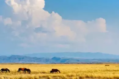 Великая степь