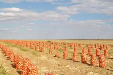 Уборка лука – фото agroinfo.com