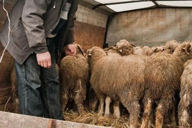 Житель Шымкента воровал овец и тратил деньги на азартные игры 