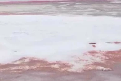 Побережье Каспия стало кровавым: ученые нашли отгадку 