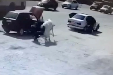 В Шымкенте бык напал на мужчину, хозяина животного оштрафовали 