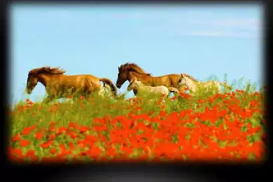 Ботайская культура всадников