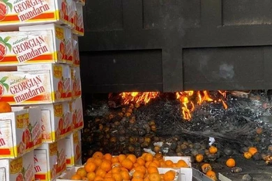 В Нур-Султане сожгли тонну вредных мандаринов 