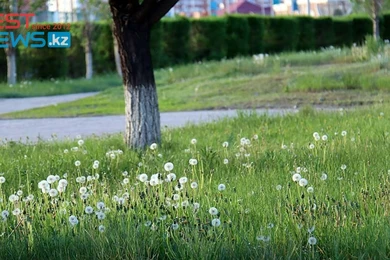 Всемирный день одуванчика – какие праздники отмечают 13 мая в мире 