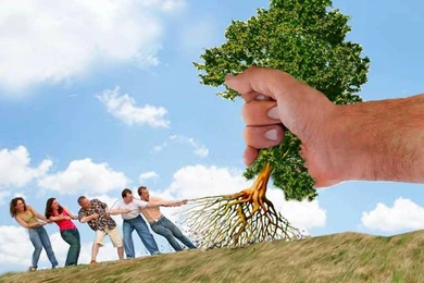 В Казахстане ужесточат Уголовный кодекс за вырубку деревьев 