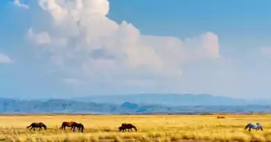 Великая степь