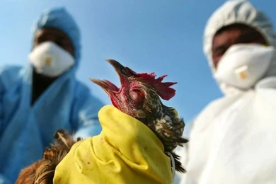 Опасен ли птичий грипп в СКО для всего Казахстана? Смотрите онлайн-комментарии чиновников 