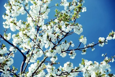 В Казахстане в апреле потеплеет до +30 градусов 