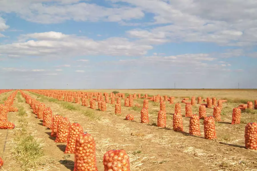 Уборка лука – фото agroinfo.com