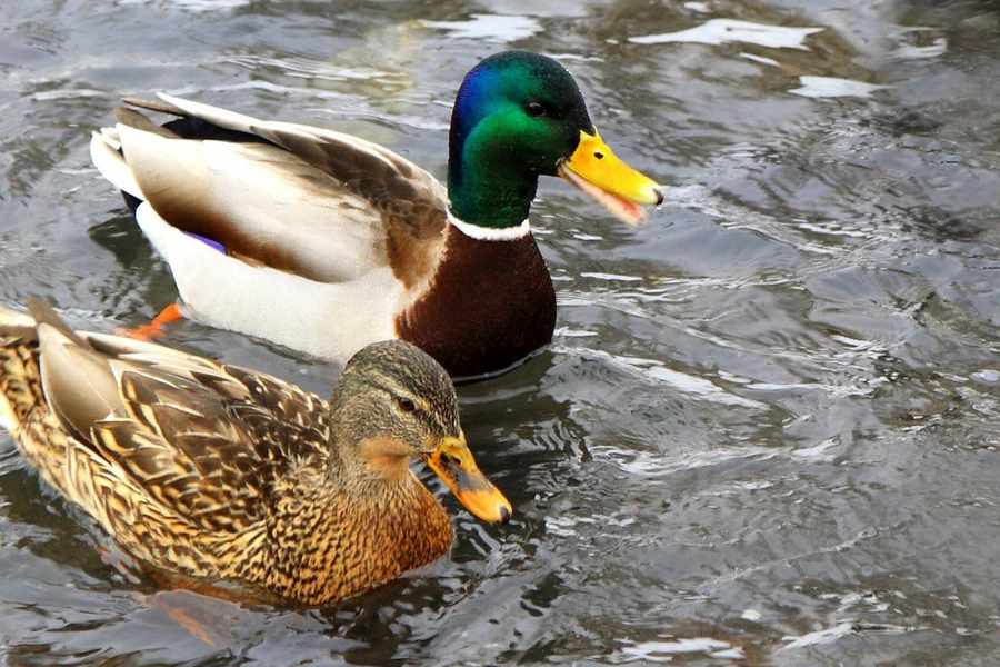 «Заразились»: назван источник птичьего гриппа в Северном-Казахстане 